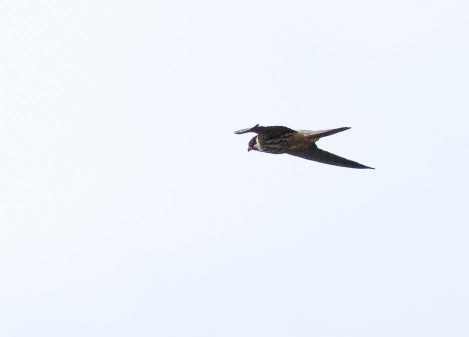 Eurasian Hobby - ML623308149