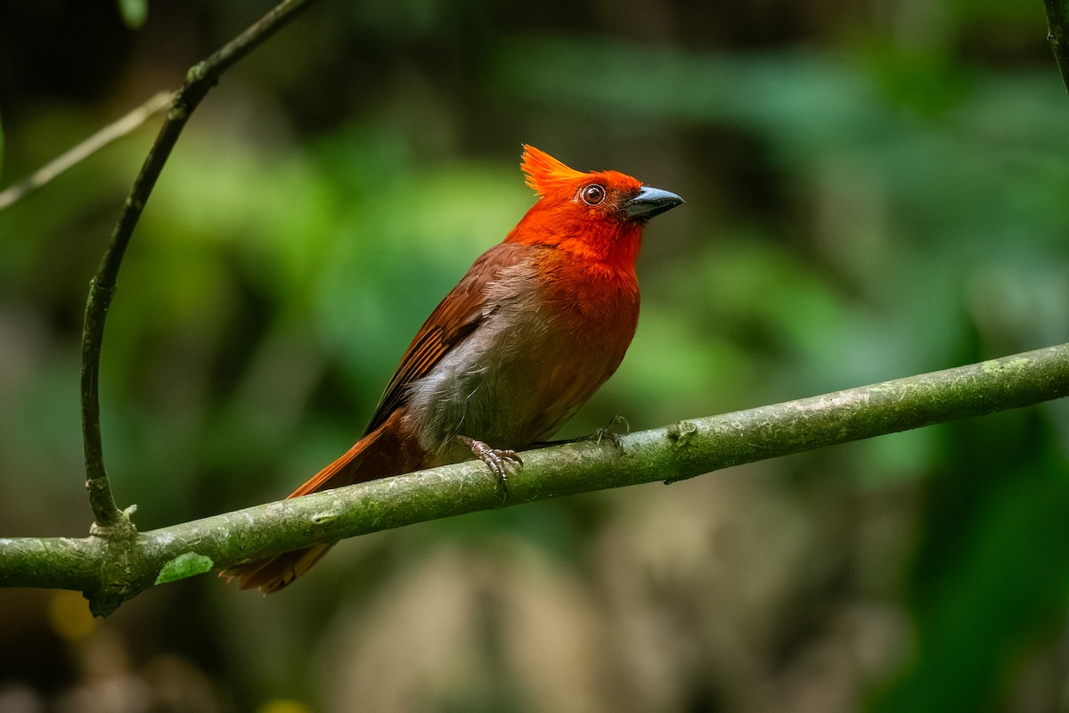 Crested Ant-Tanager - ML623308158