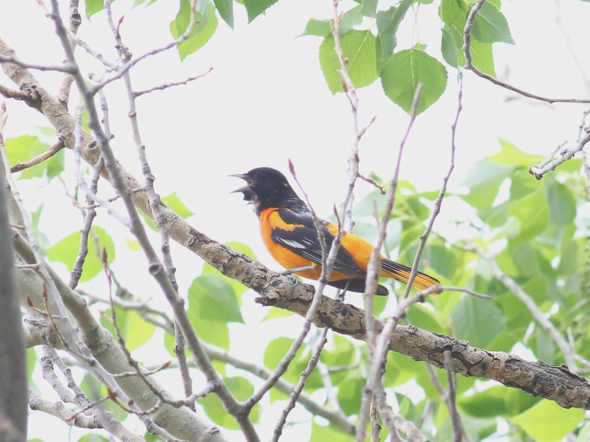 Oriole de Baltimore - ML623308210