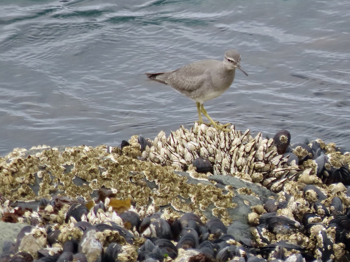 Wandering Tattler - David and Regan Goodyear