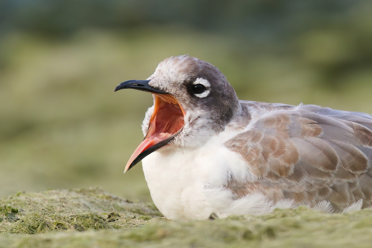 Franklin's Gull - ML623308248