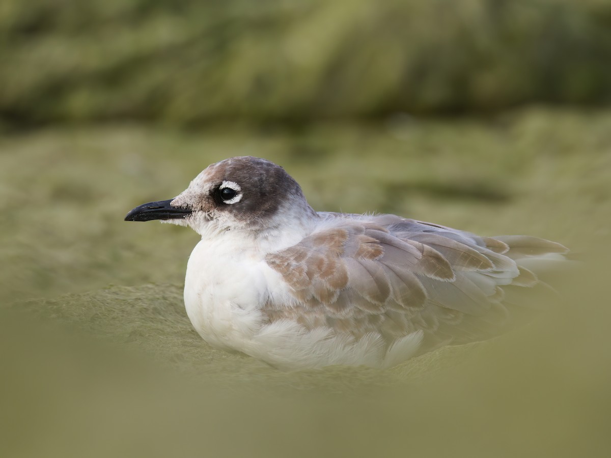 Franklin's Gull - ML623308249
