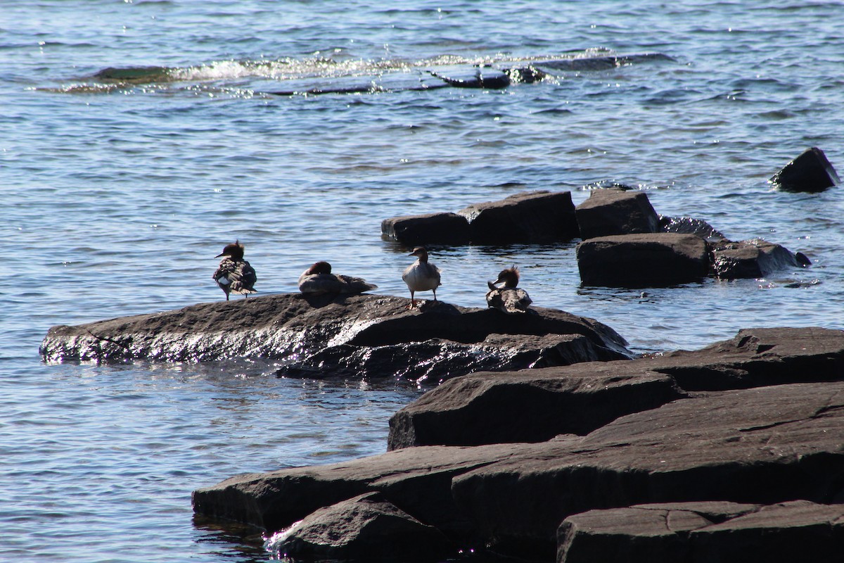 Common Merganser - Daniel Edwards