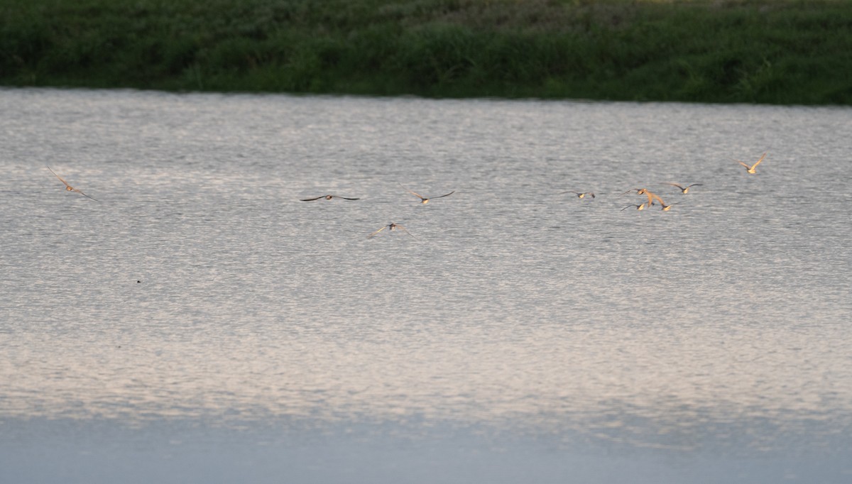 Black Tern - ML623308274