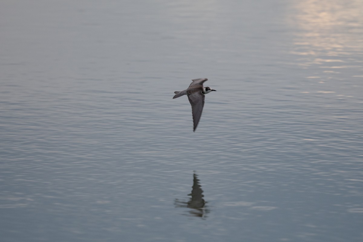 Black Tern - Slade Kelling