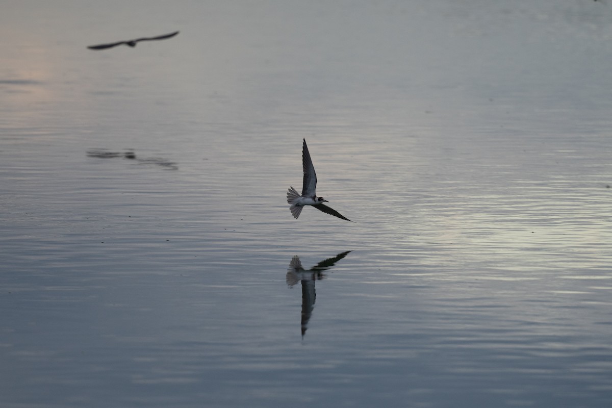 Black Tern - ML623308276