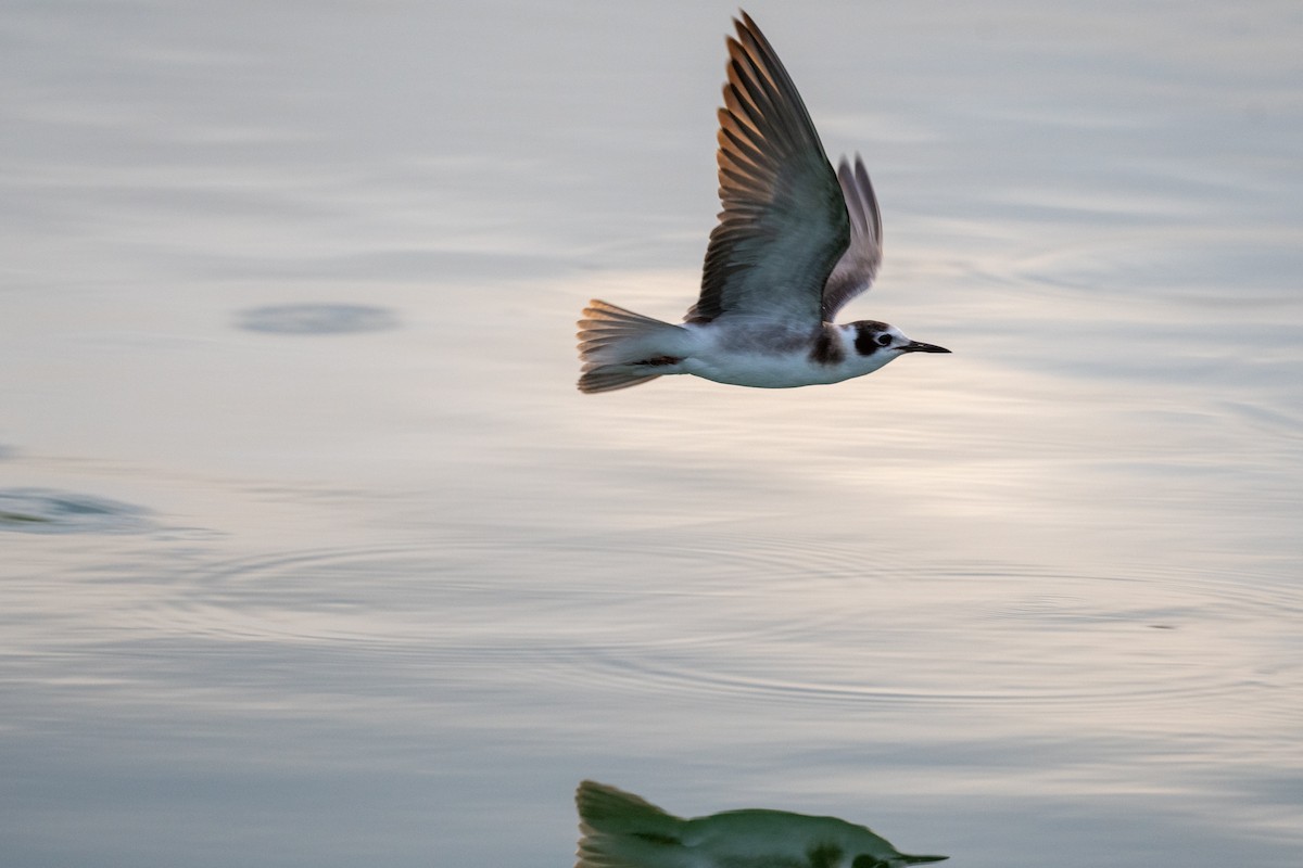 Black Tern - ML623308277