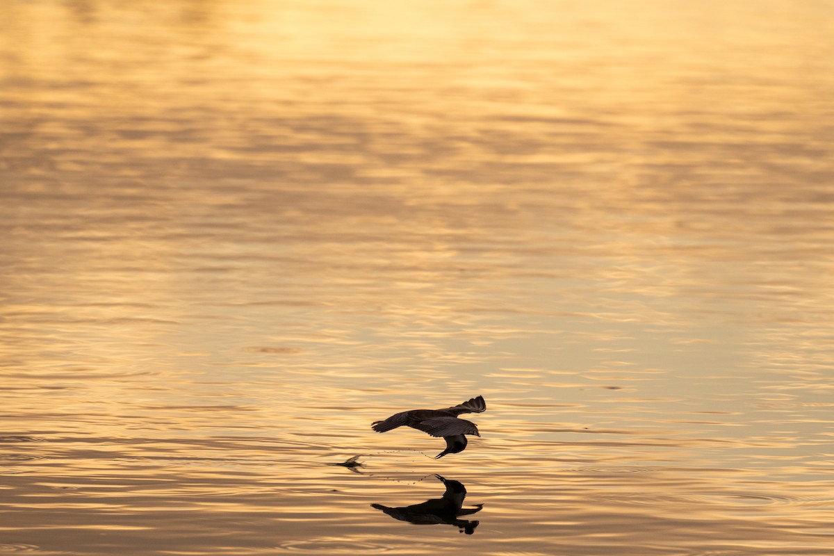 Black Tern - ML623308278