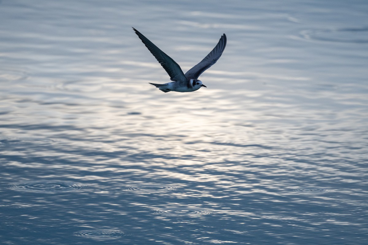 Black Tern - ML623308279