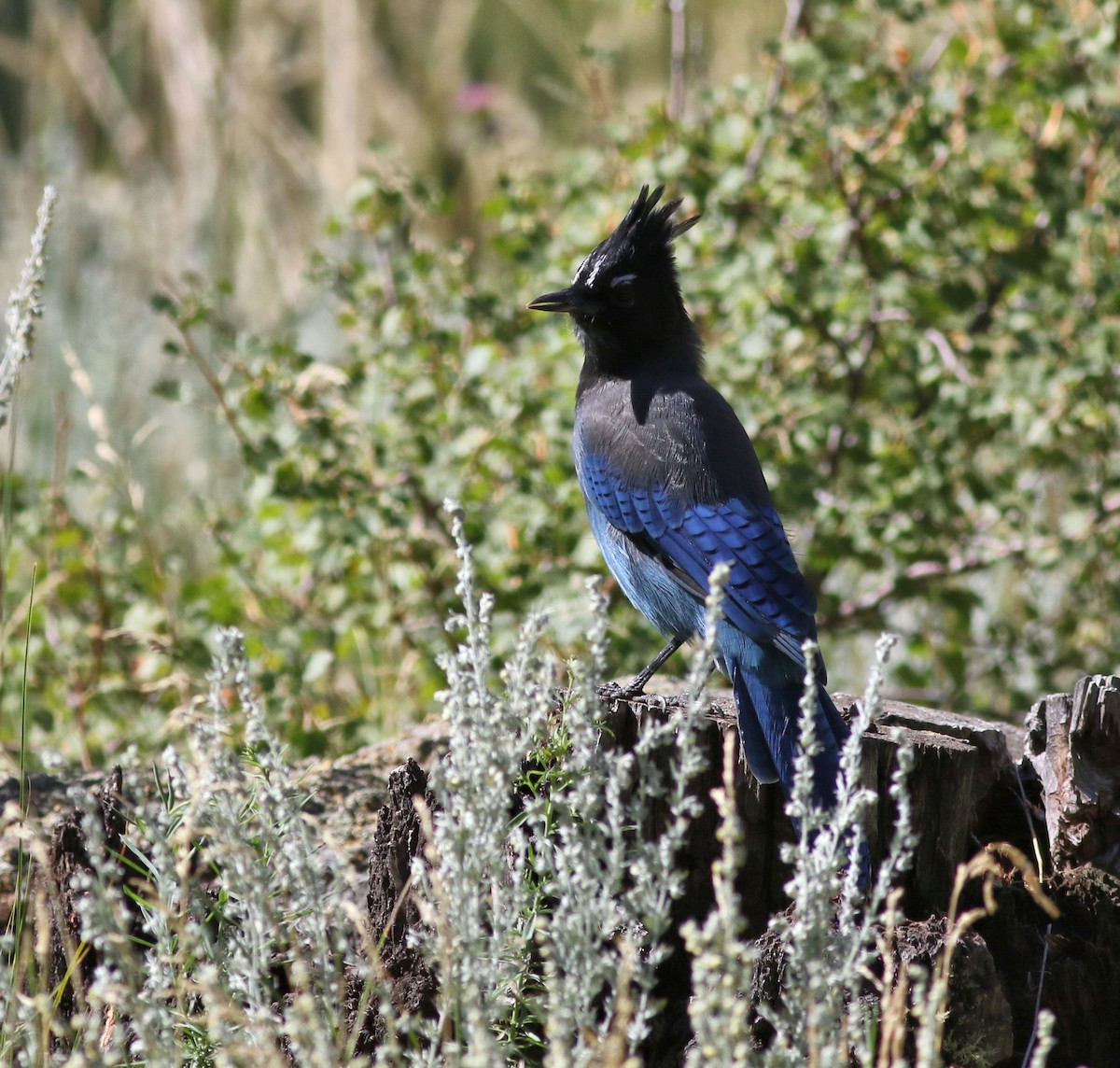 Steller's Jay - ML623308419