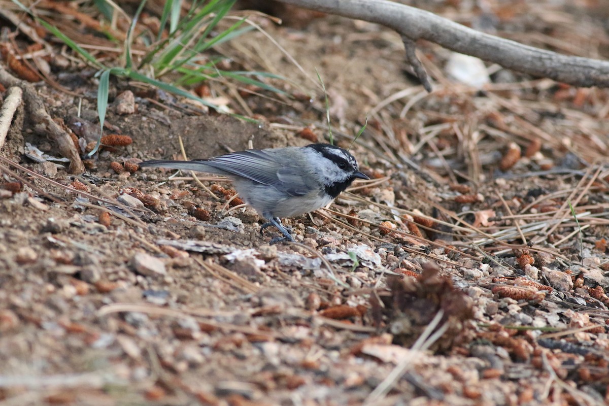 Mountain Chickadee - ML623308427