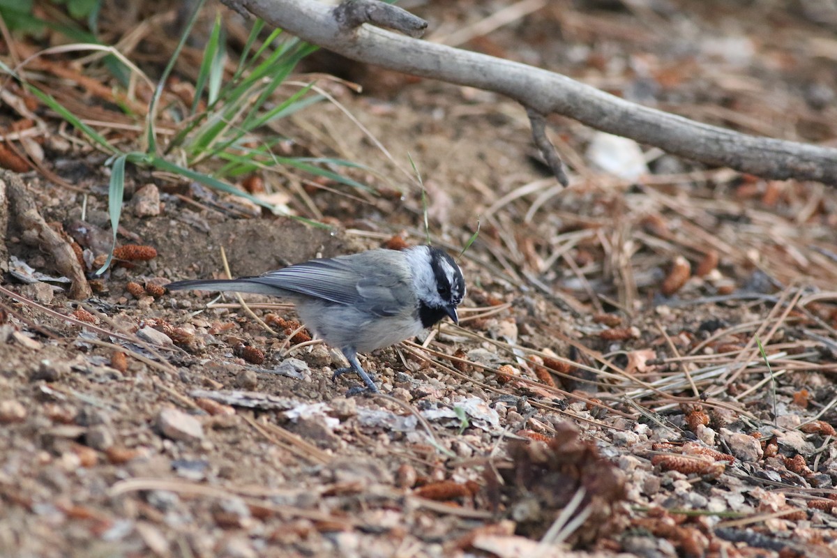 Mountain Chickadee - ML623308428