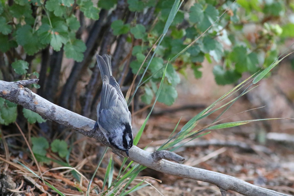 Mountain Chickadee - ML623308430