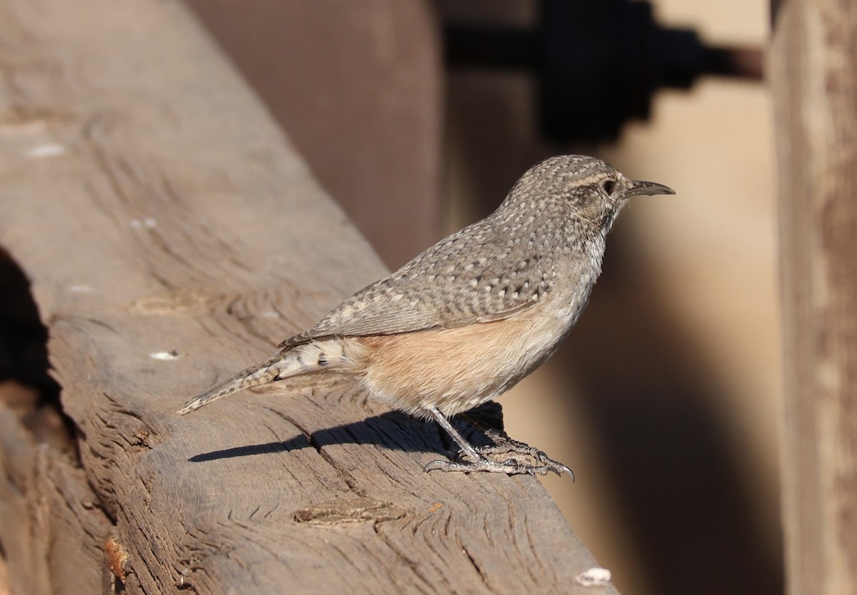 Rock Wren - ML623308437