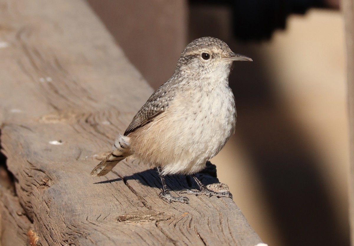 Rock Wren - ML623308438
