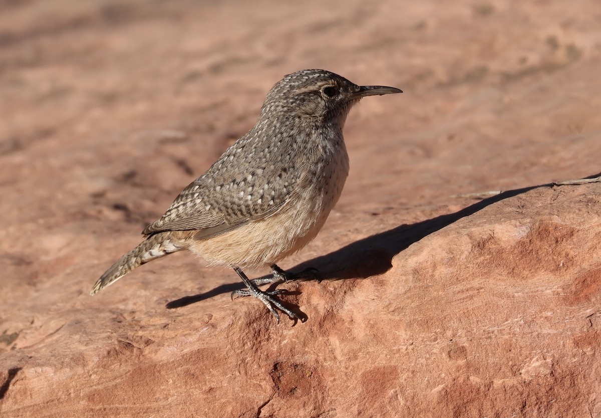 Rock Wren - ML623308439