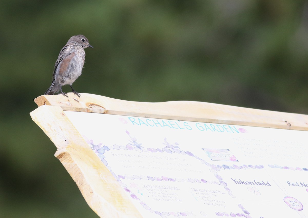 Western Bluebird - ML623308470