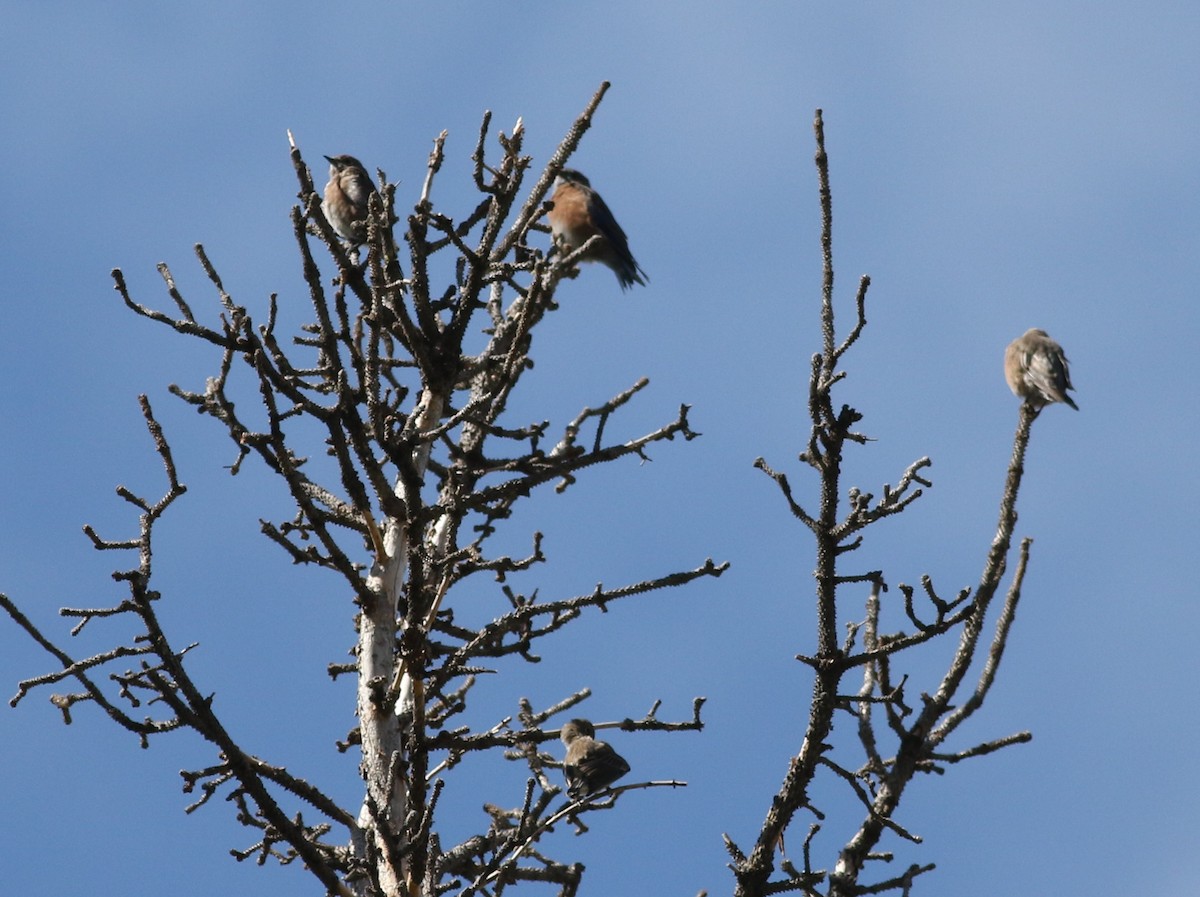 Western Bluebird - ML623308471