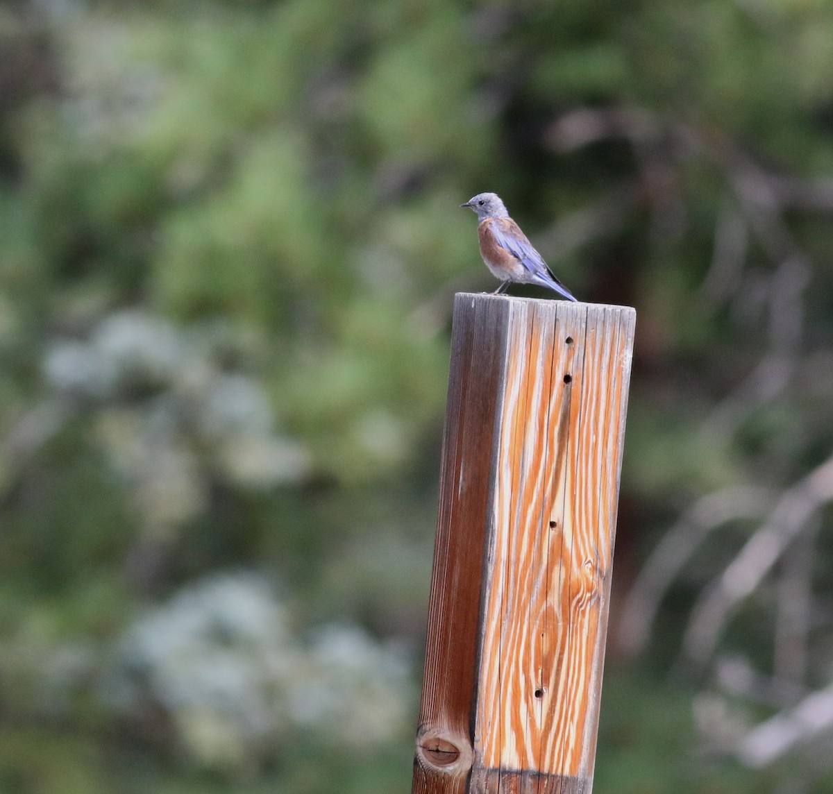 Western Bluebird - ML623308473