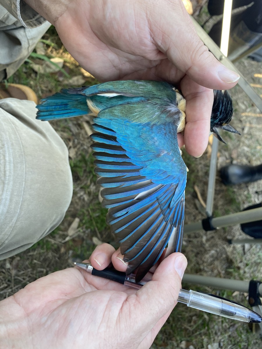 Sacred Kingfisher (Australasian) - ML623308484