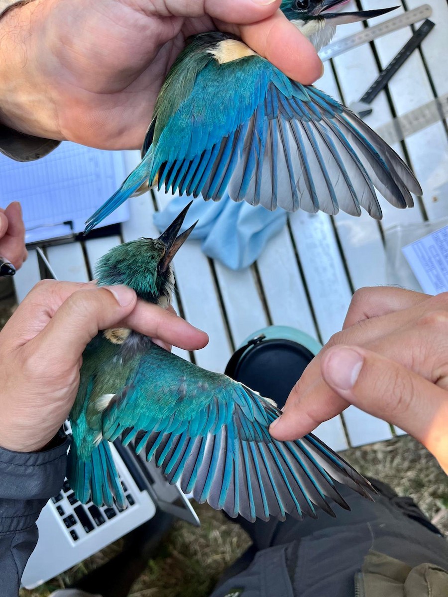 Sacred Kingfisher (Australasian) - ML623308485