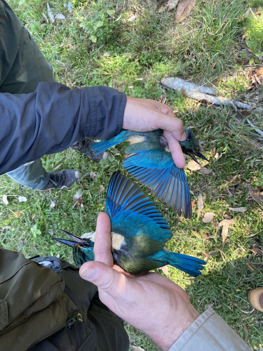 Sacred Kingfisher (Australasian) - ML623308486