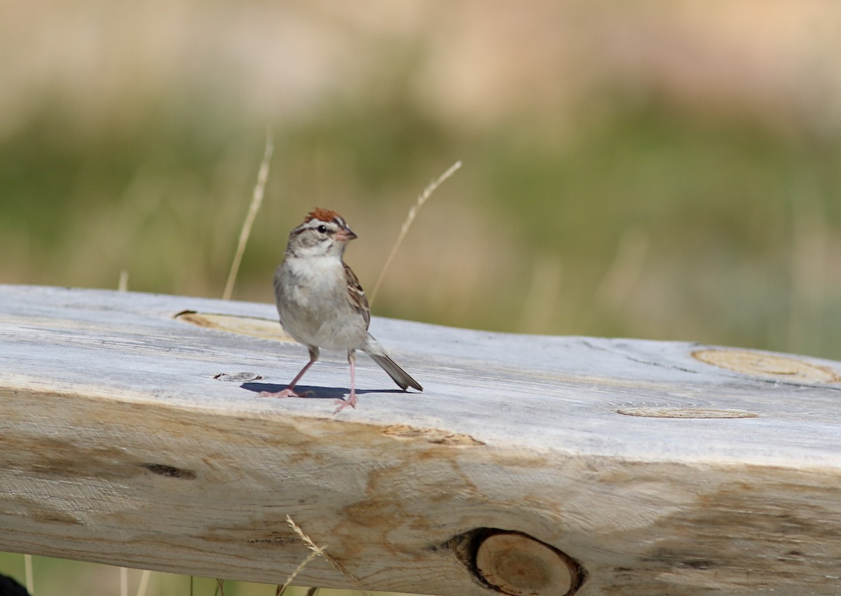 Chipping Sparrow - ML623308491