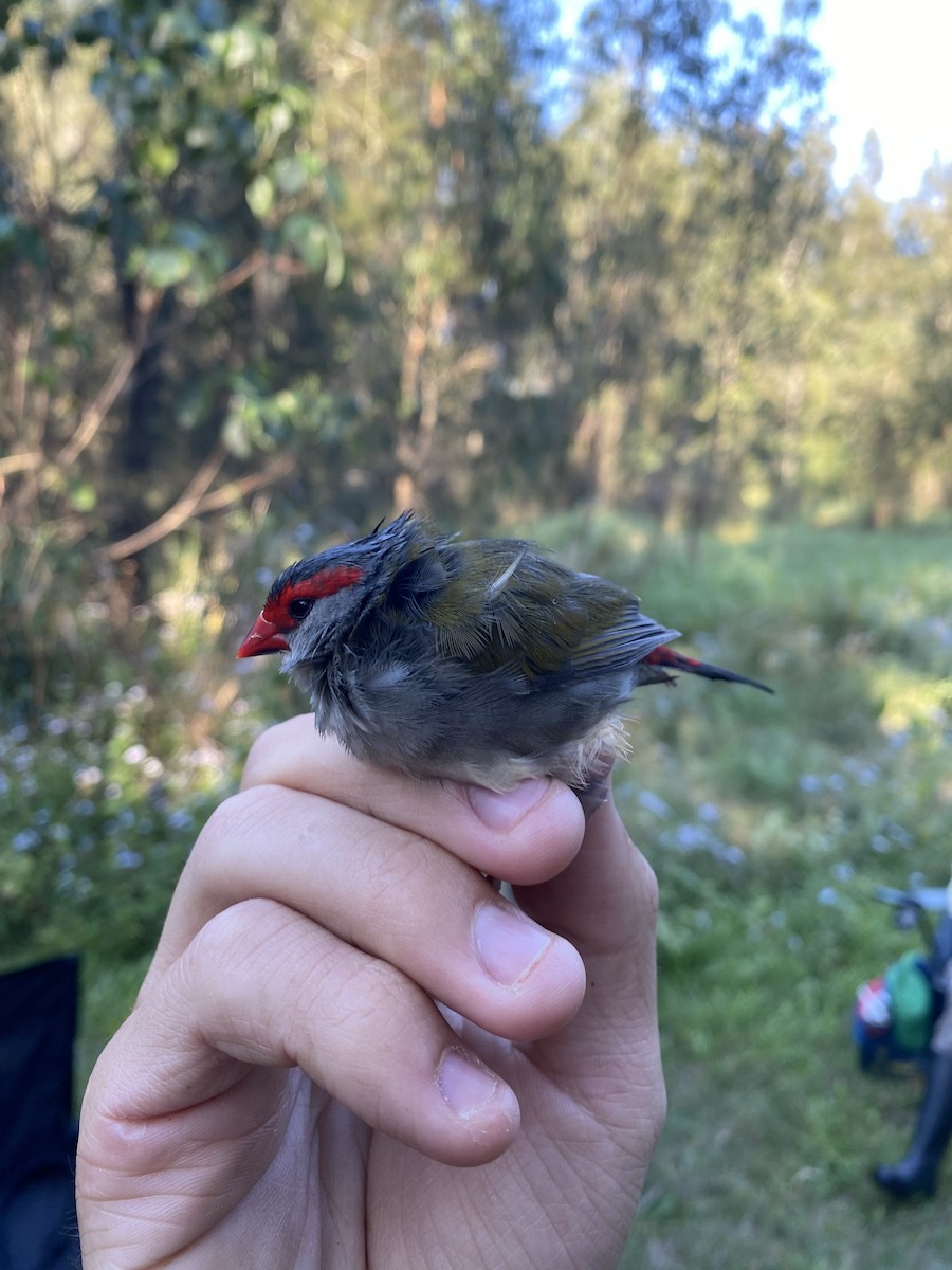 Red-browed Firetail - ML623308504