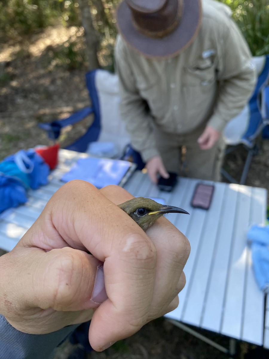 Brown Honeyeater - ML623308517