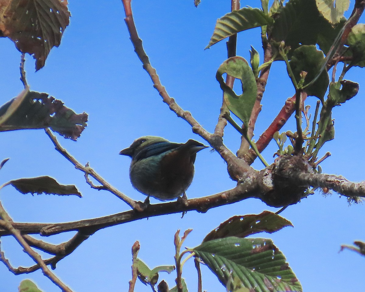 Metallic-green Tanager - ML623308518