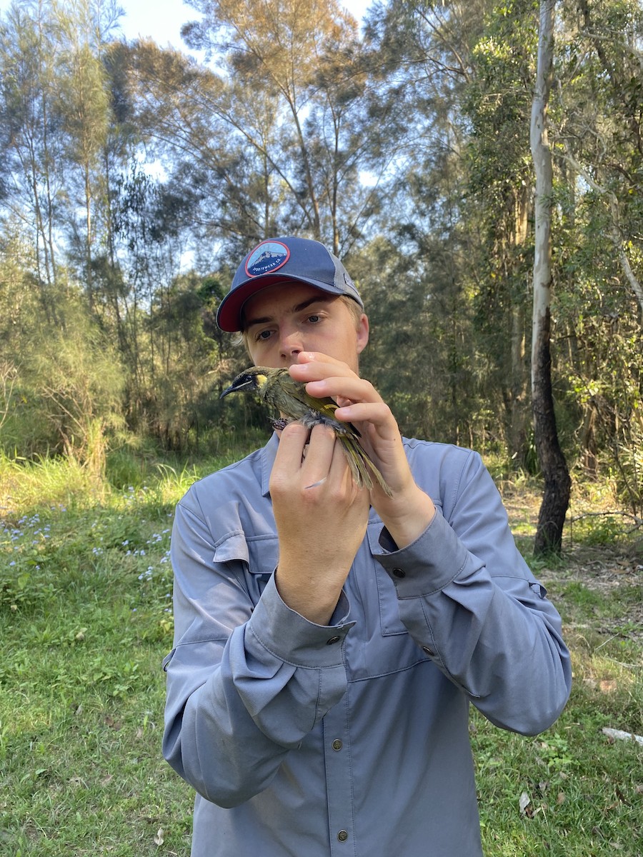 Lewin's Honeyeater - ML623308520