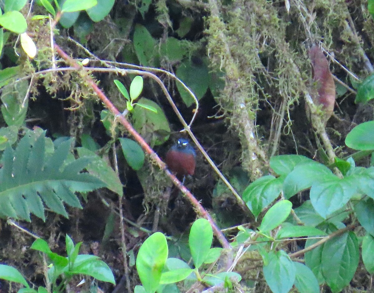 Chestnut-bellied Chat-Tyrant - ML623308526