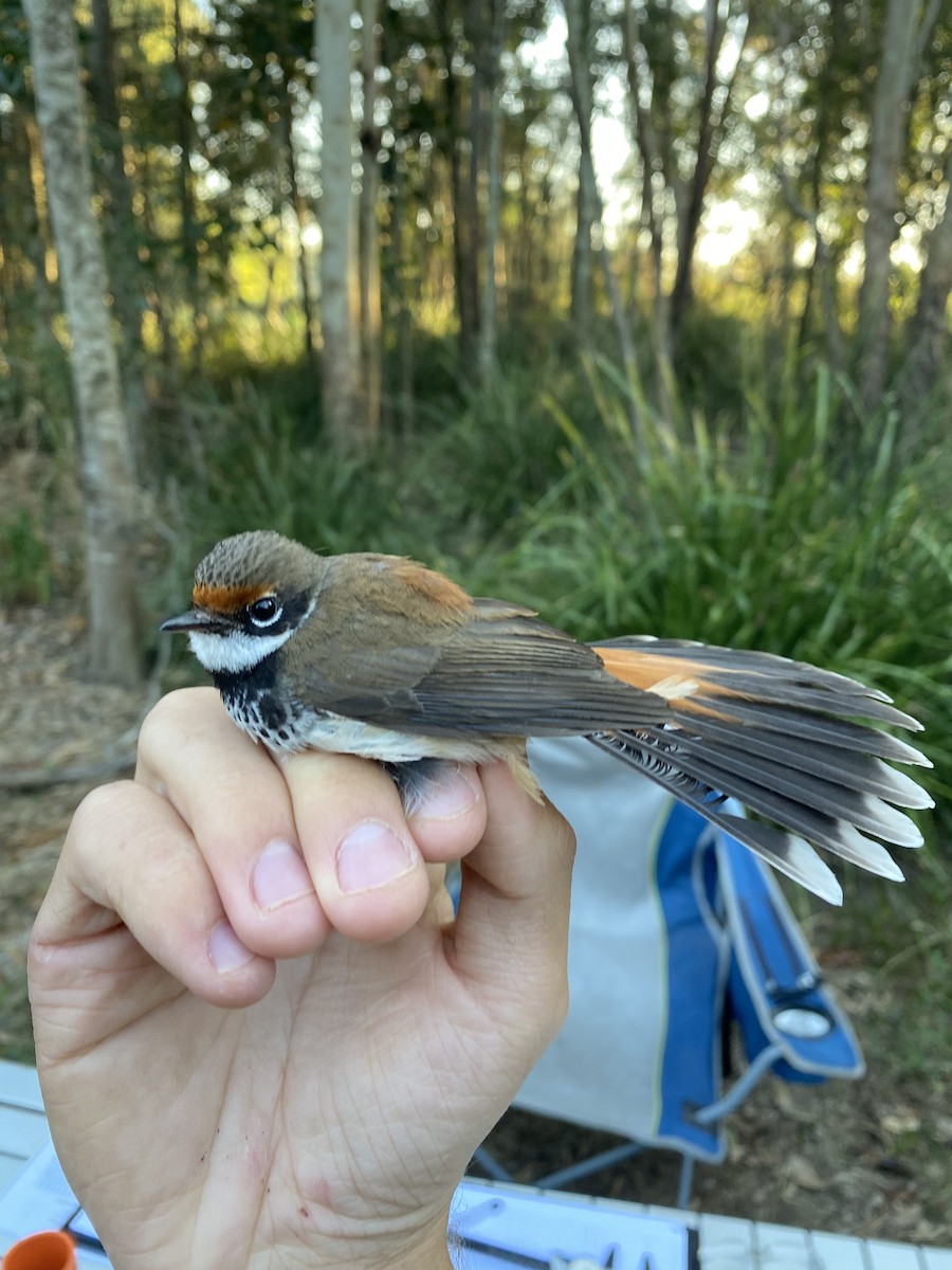 Australian Rufous Fantail - ML623308609