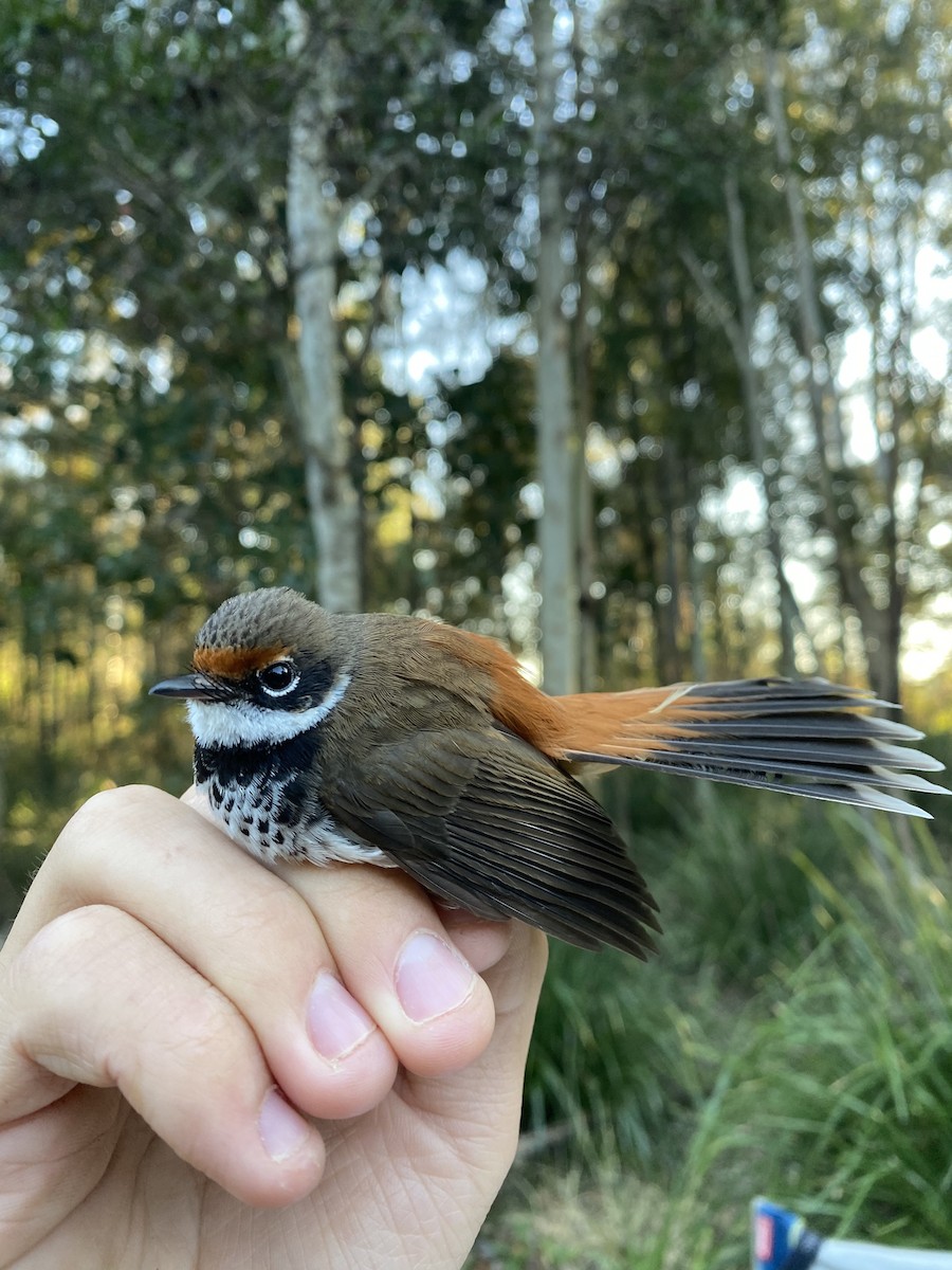 Australian Rufous Fantail - ML623308610