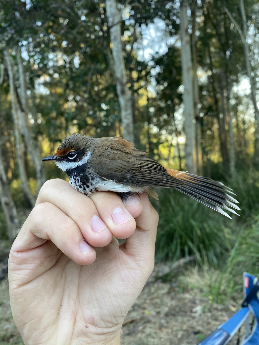 Australian Rufous Fantail - ML623308611