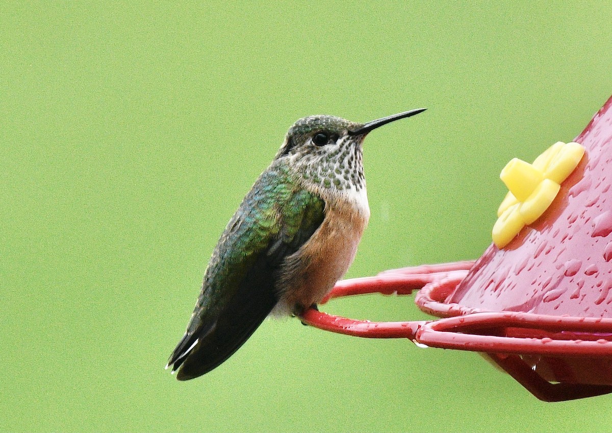 Calliope Hummingbird - ML623308646