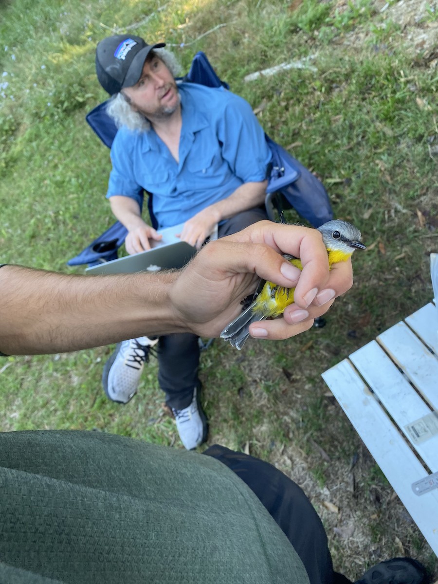 Eastern Yellow Robin - ML623308675