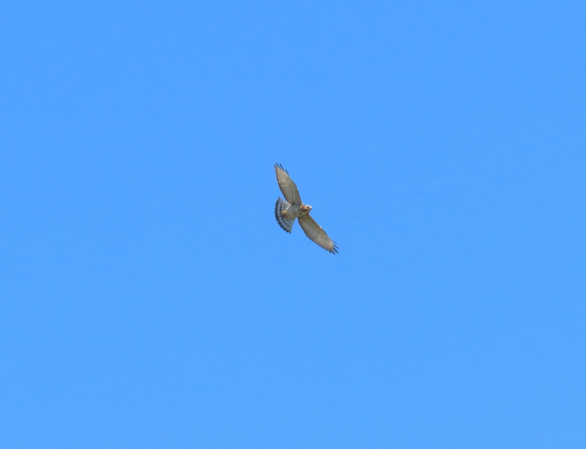 Broad-winged Hawk - ML623308687