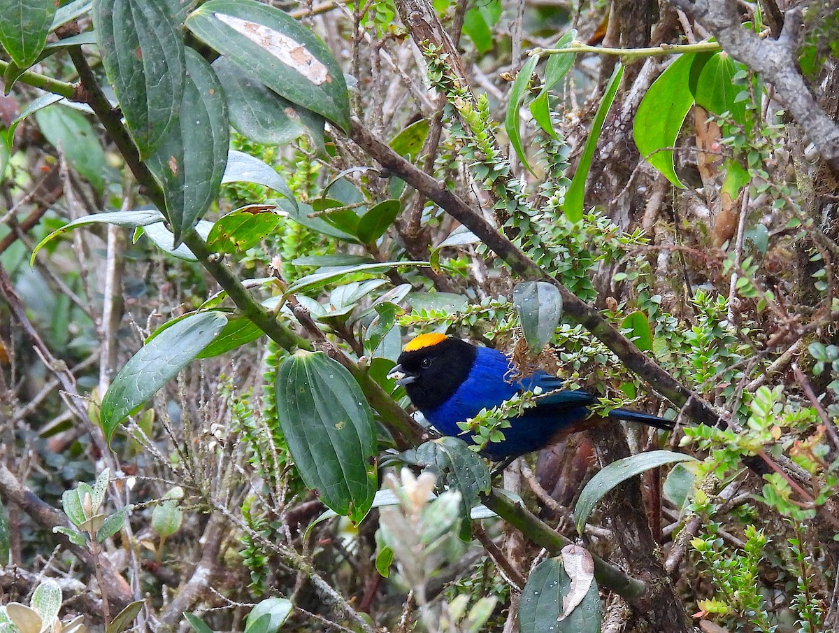 Golden-crowned Tanager - ML623308697