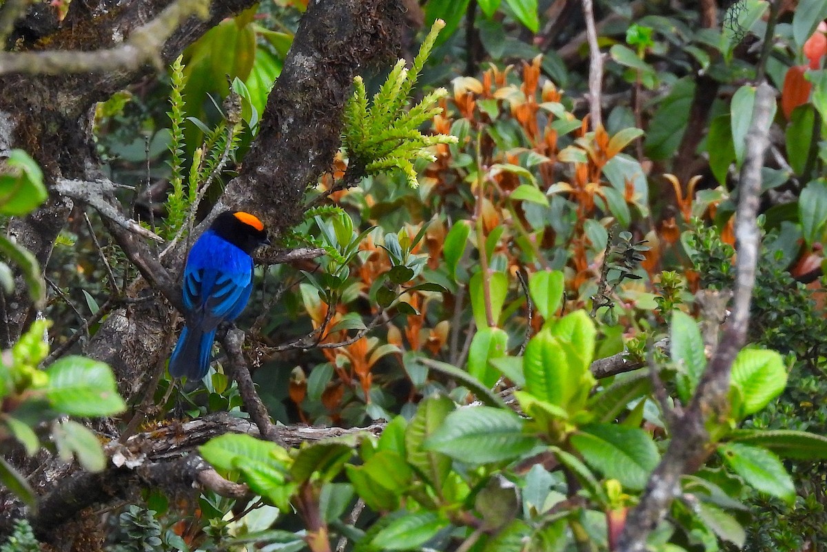 Golden-crowned Tanager - Hannah Floyd