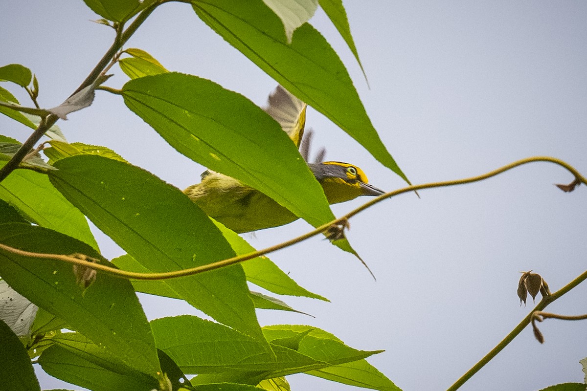 Slaty-capped Shrike-Vireo - ML623308705