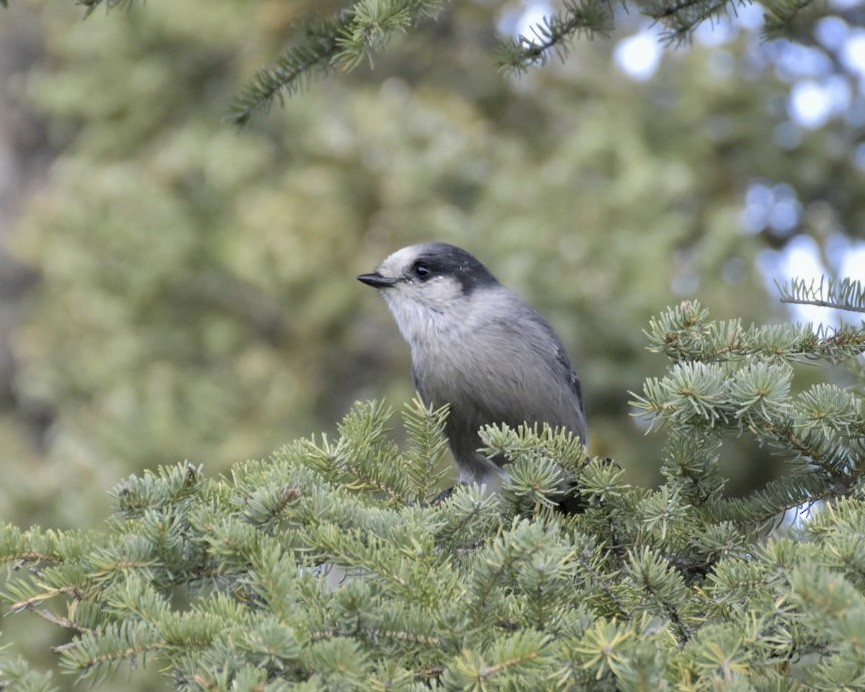 Canada Jay - ML623308743