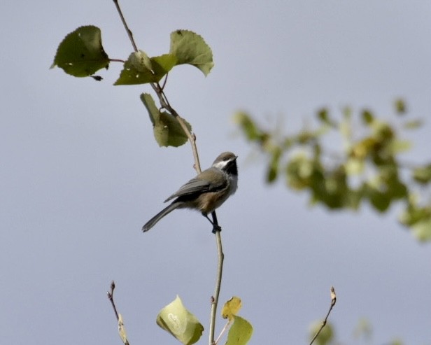 Boreal Chickadee - ML623308752