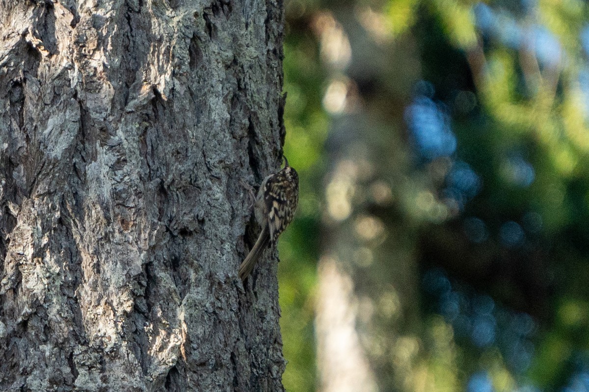 Brown Creeper - ML623308767