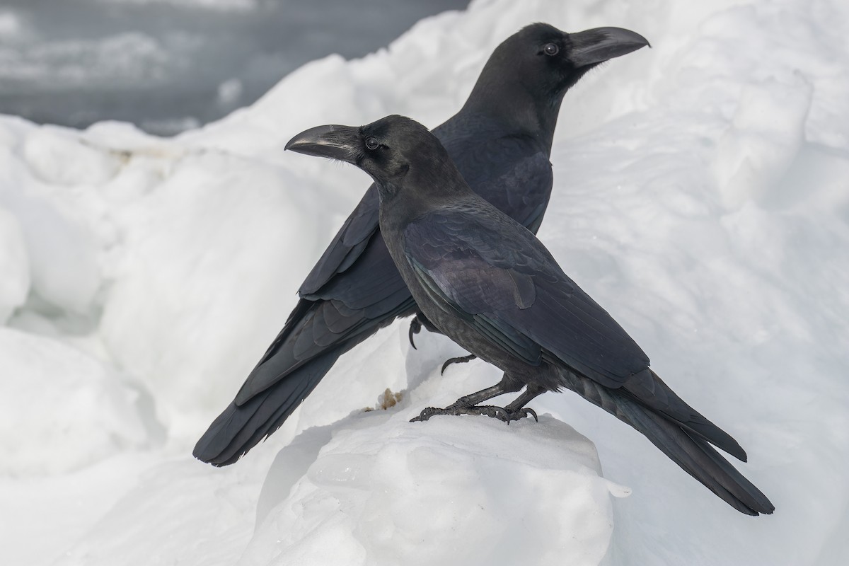 Large-billed Crow (Large-billed) - ML623308788