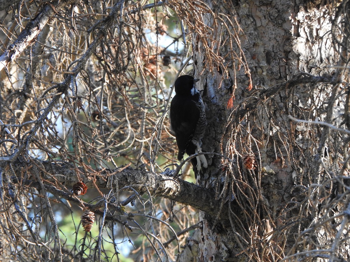 Black-backed Woodpecker - ML623308865