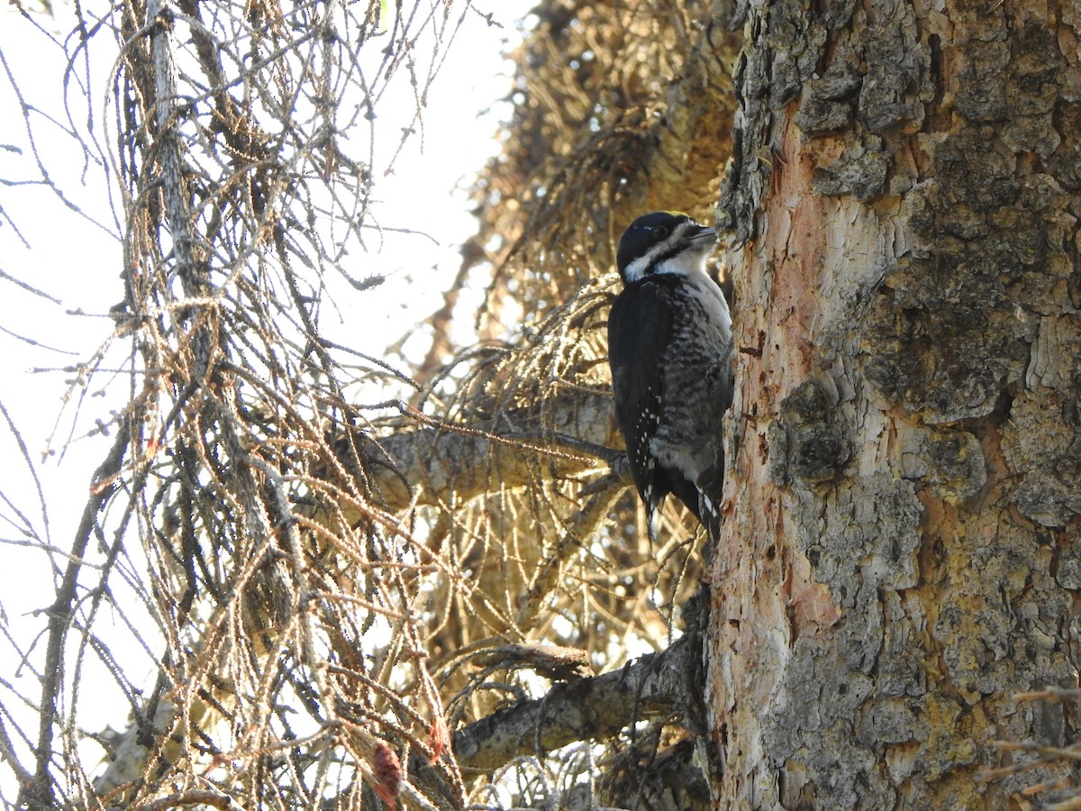 Black-backed Woodpecker - ML623308866