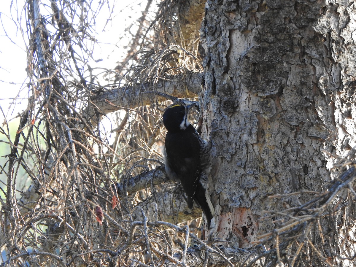 Black-backed Woodpecker - ML623308867