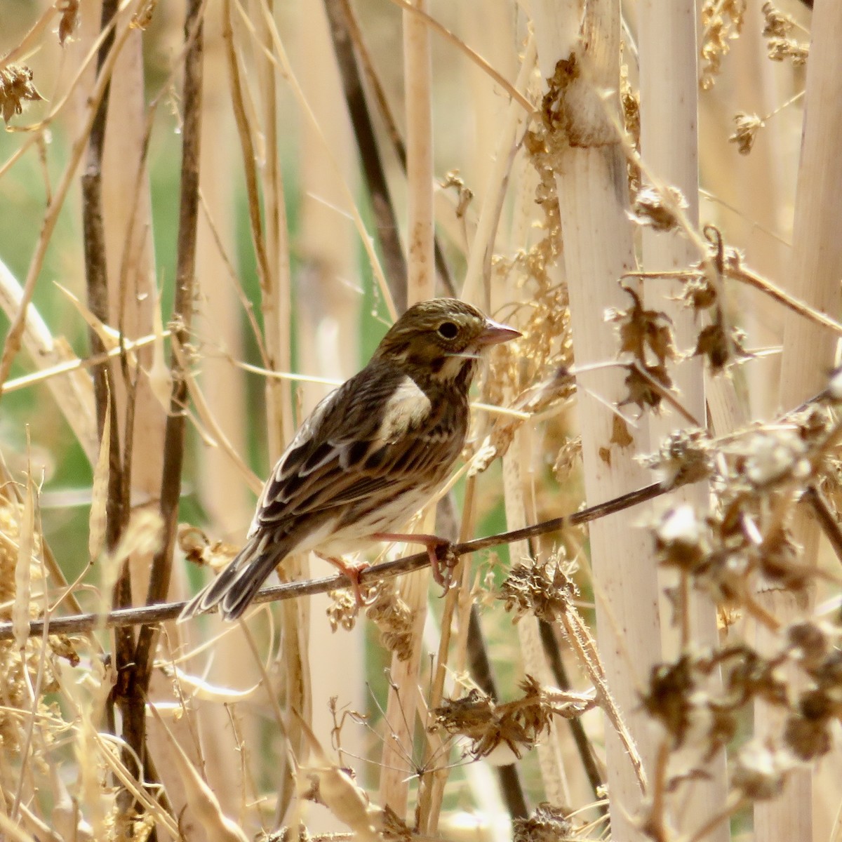 Savannah Sparrow - ML623308924