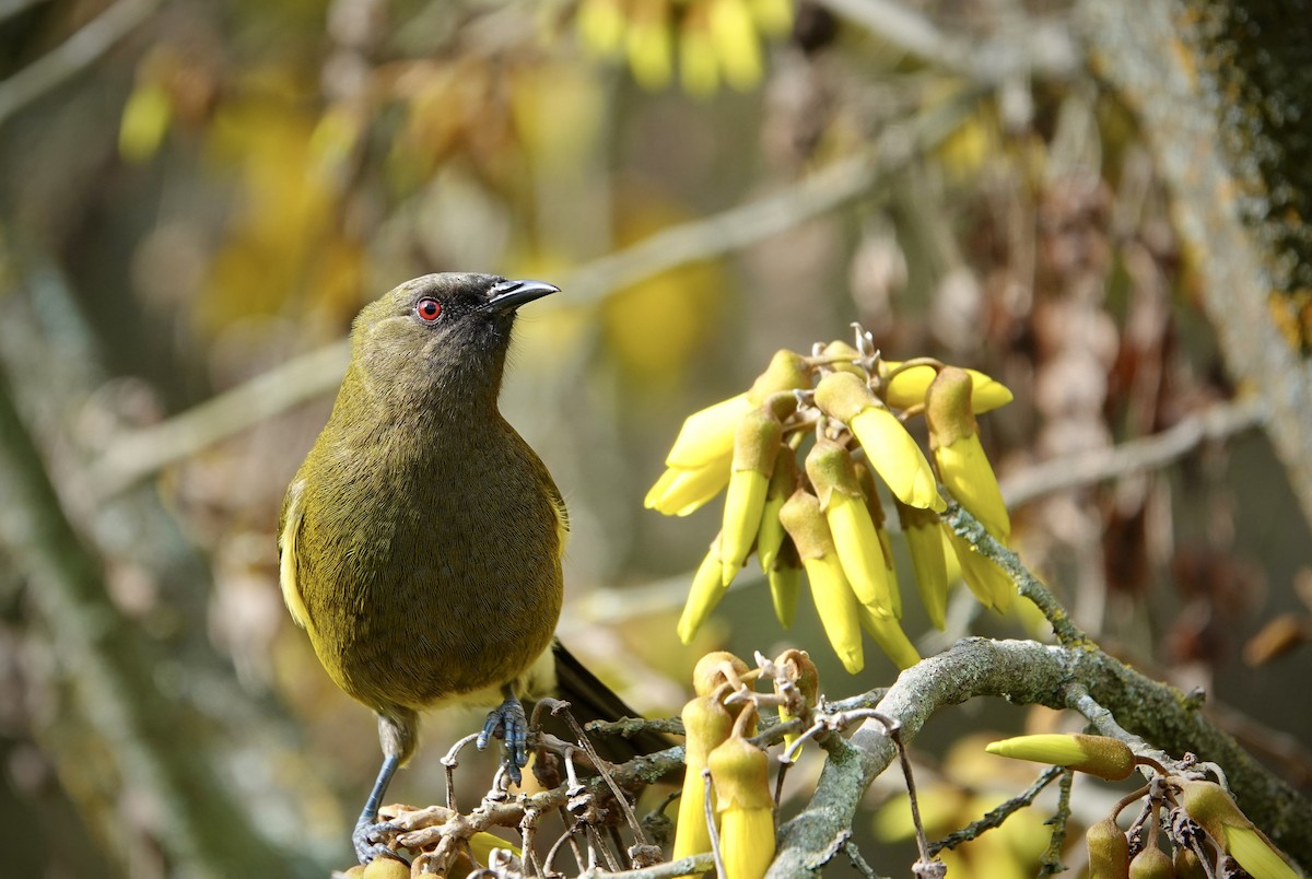 New Zealand Bellbird - ML623308972